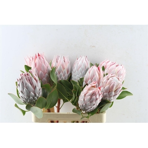 Protea Cynaroides