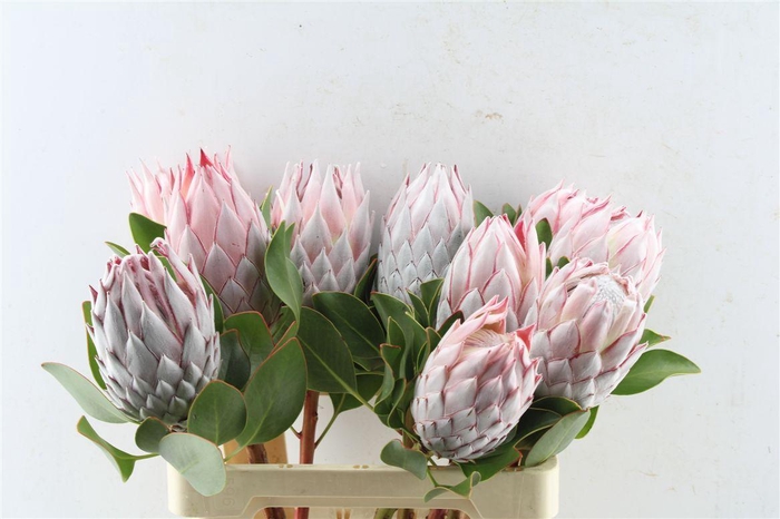 <h4>Protea Cynaroides</h4>