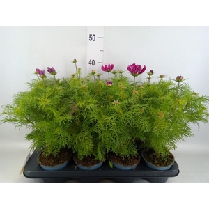 Cosmos bipinnatus 'Sonata Carmine'