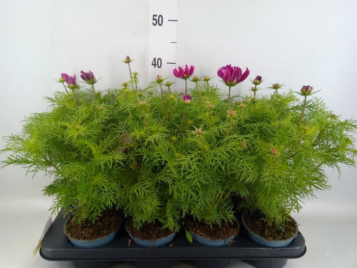 <h4>Cosmos bipinnatus 'Sonata Carmine'</h4>
