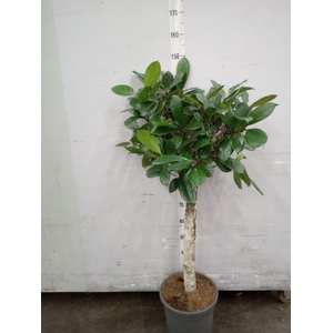 Ficus cyathistipula