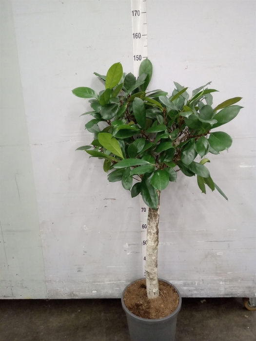 <h4>Ficus cyathistipula</h4>