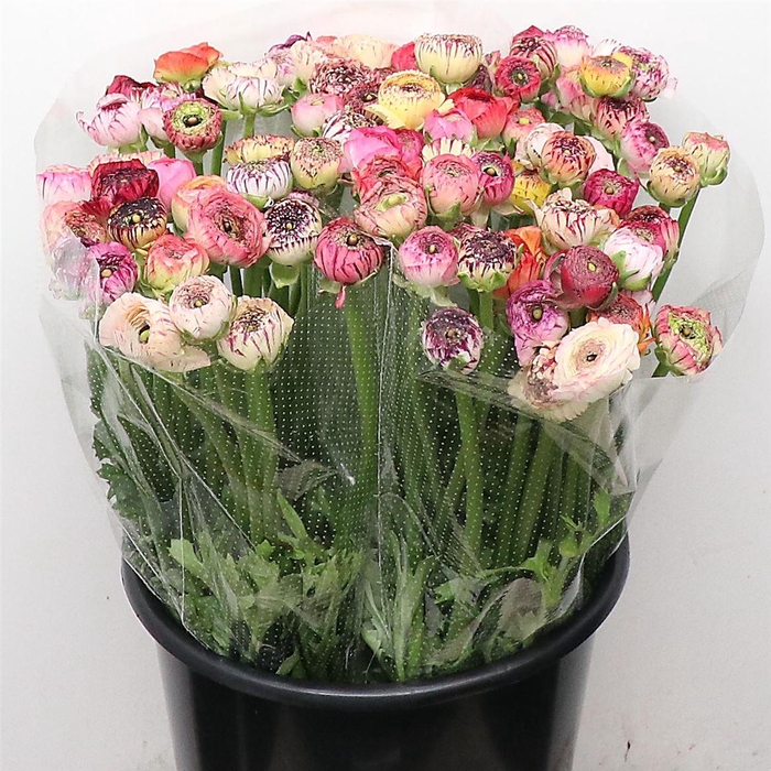 <h4>Ran El Stripe Mix Extra</h4>