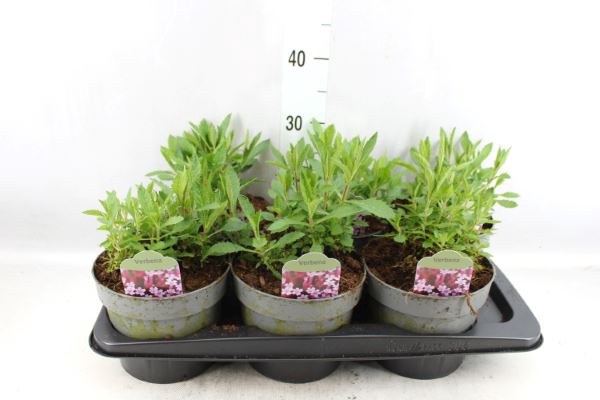 <h4>Verbena   ...</h4>