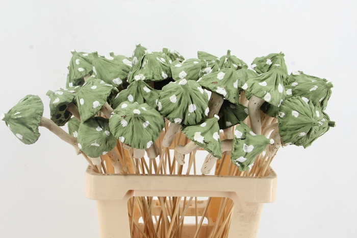 <h4>Stick Mushroom Lotus Green</h4>