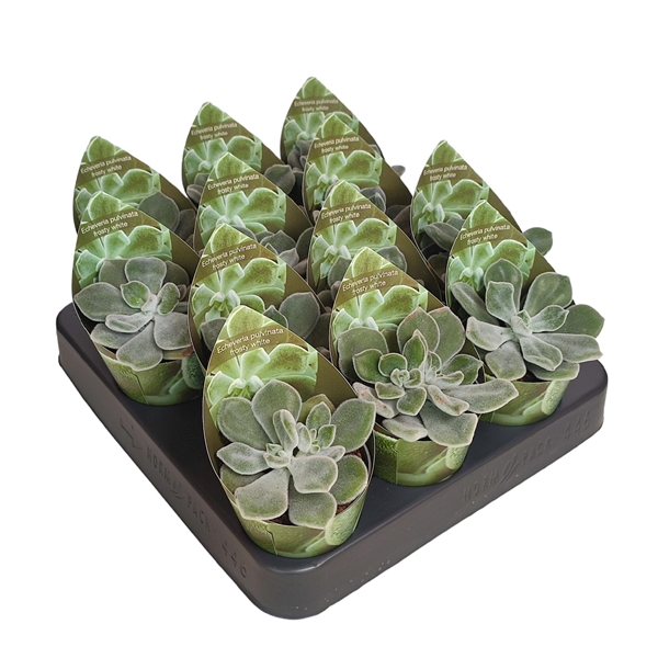 <h4>ECHEVERIA PULVINATA FROSTY WHITE - POT Ø 6,5 WITH POTCOVER (SUCCULENTEN)</h4>