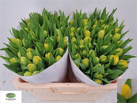 Tu Du Yellow Diamond