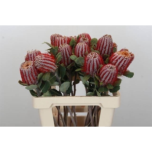 Banksia coccinea
