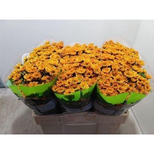 Chr San Rossi Orange