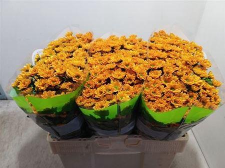 <h4>Chr San Rossi Orange</h4>