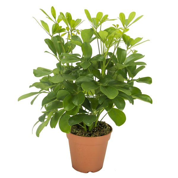 <h4>Schefflera Nora Vertakt</h4>