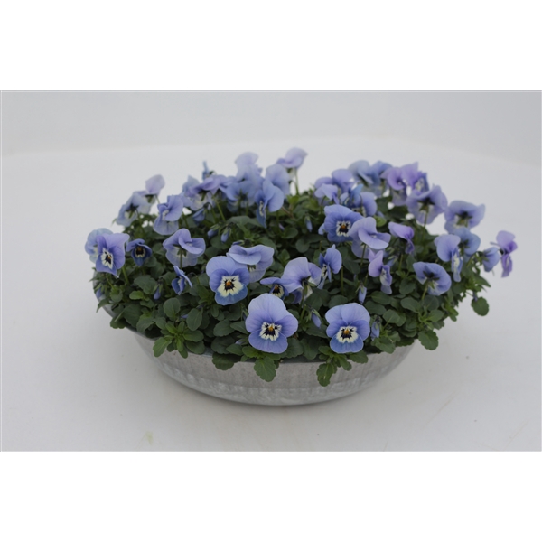 Viola cornuta zink 33 licht blau