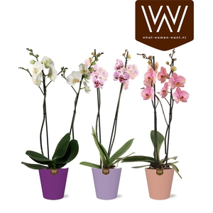 PHAL GEM 5 KL