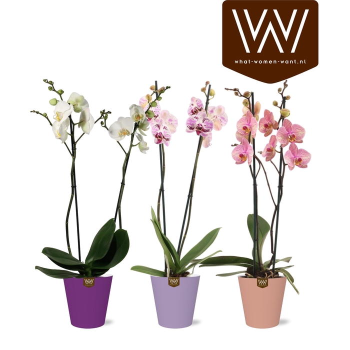 <h4>PHAL GEM 5 KL</h4>