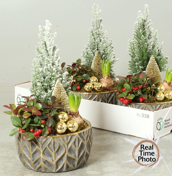 <h4>ARR TUINPLANTEN</h4>