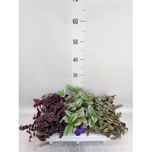 Tradescantia   ...mix
