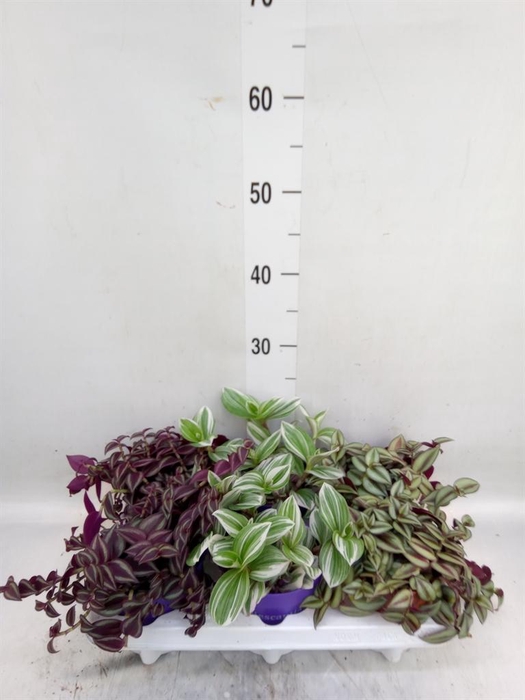 <h4>Tradescantia   ...mix</h4>