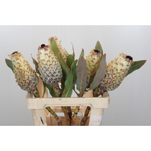 Protea Barbigera Ice Queen