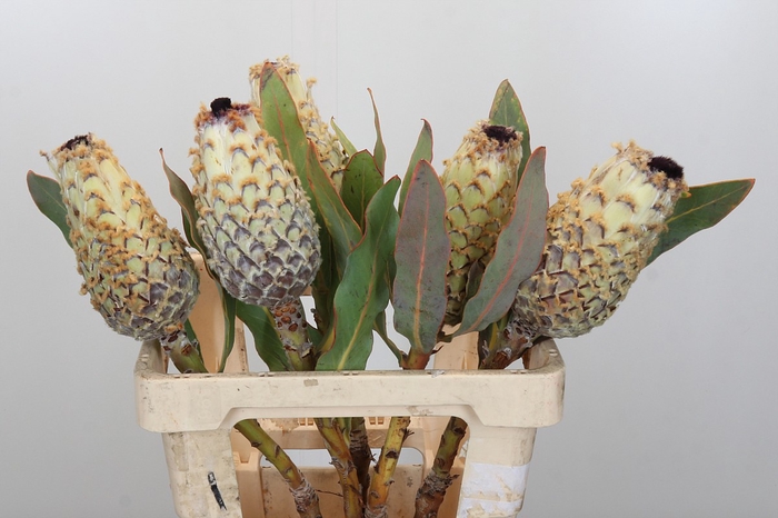<h4>Protea Barbigera Ice Queen</h4>
