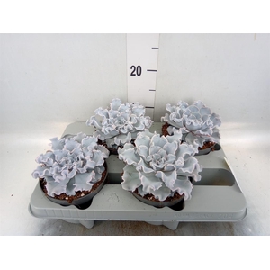 Echeveria   ...