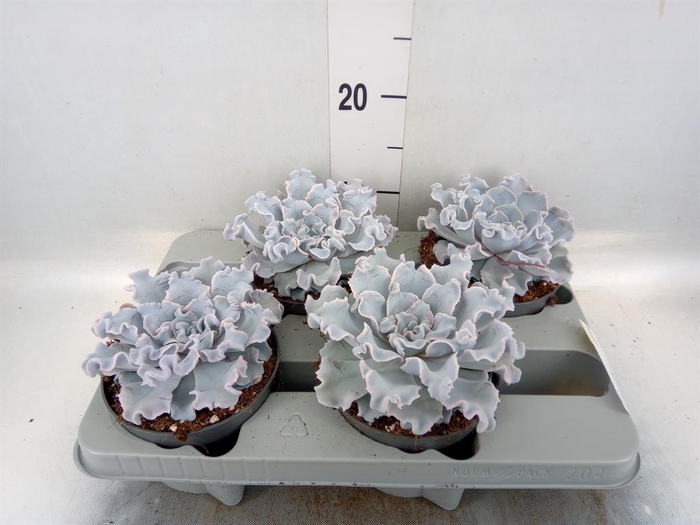 <h4>Echeveria   ...</h4>