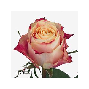Rosa large chapeau