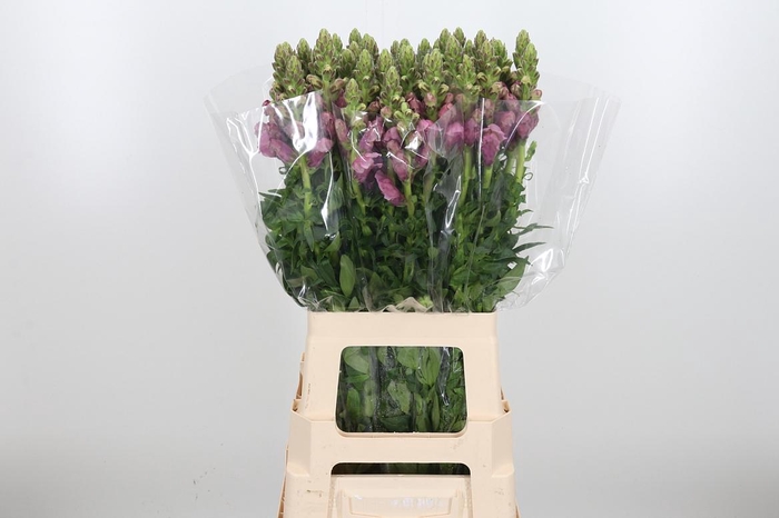 <h4>Antir Poto Lavend</h4>