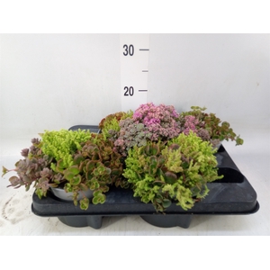 Sedum   ...