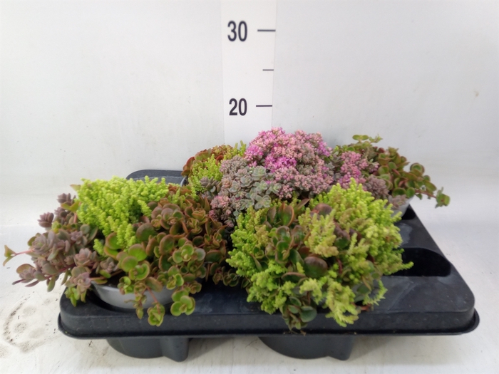 <h4>Sedum   ...</h4>