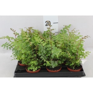 Didymochlaena truncatula