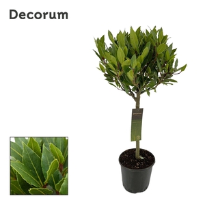 Laurus nobilis Bol op stam