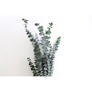 Pres Euca Baby Blue Green 150gr Bunch