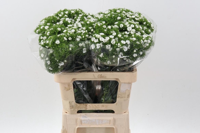 <h4>Di Barb White</h4>