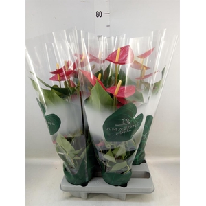 Anthurium andr. 'Tremendo'