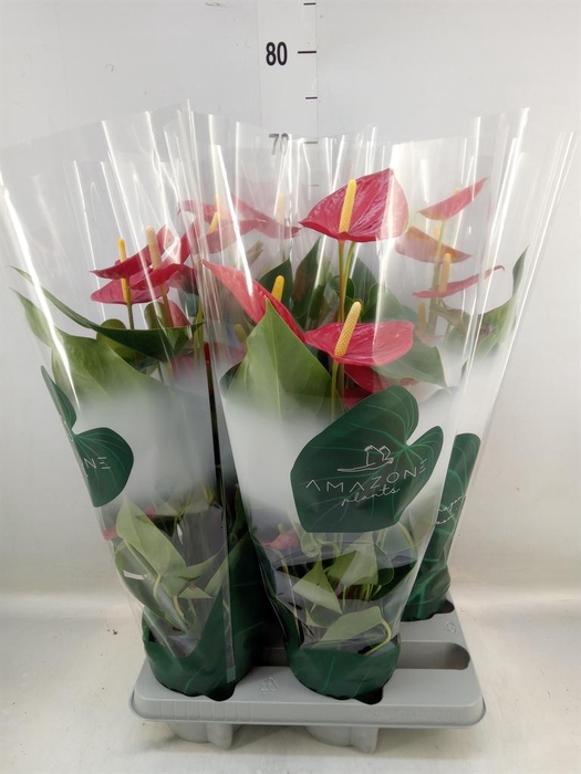 <h4>Anthurium andr. 'Tremendo'</h4>