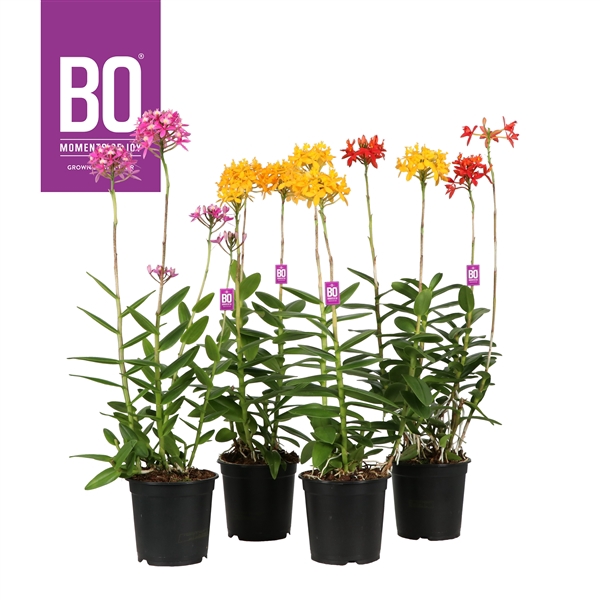 <h4>Epidendrum BO Mix 15 cm</h4>