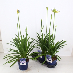 AGAPA EYDORI BLUE