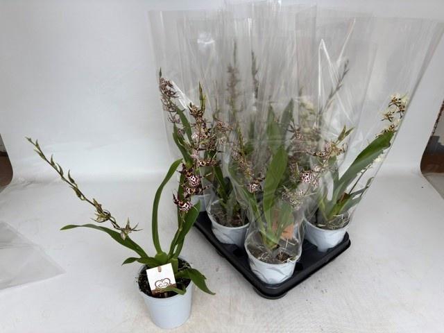 <h4>BRASSIA SUMMER DREAM</h4>