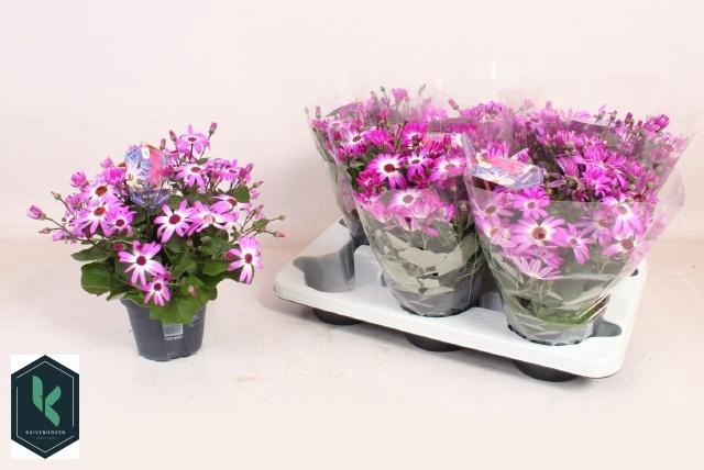 <h4>PERI C SEN PINK BIC</h4>