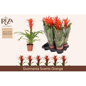 GUZM SUERTE ORANGE