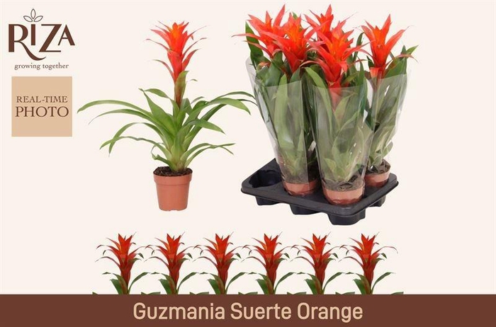 <h4>GUZM SUERTE ORANGE</h4>