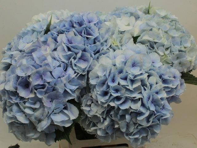 <h4>HYDR M MY VIENNA</h4>