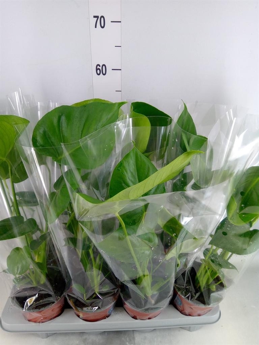 <h4>Monstera delic.</h4>