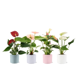 Anthurium 6 cm 4 color mix in Eva spring ceramics