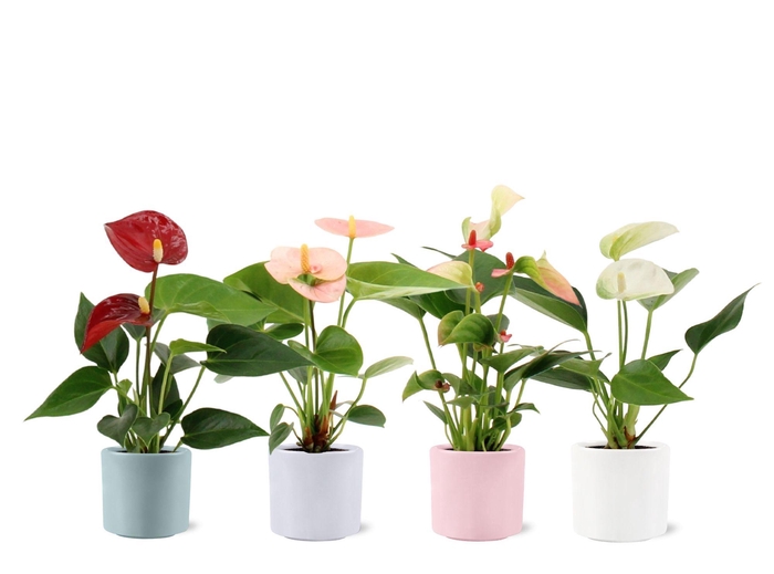 <h4>Anthurium 6 cm 4 color mix in Eva spring ceramics</h4>