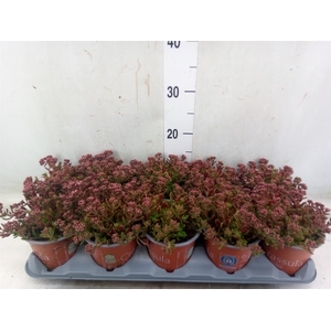 Crassula schmidtii