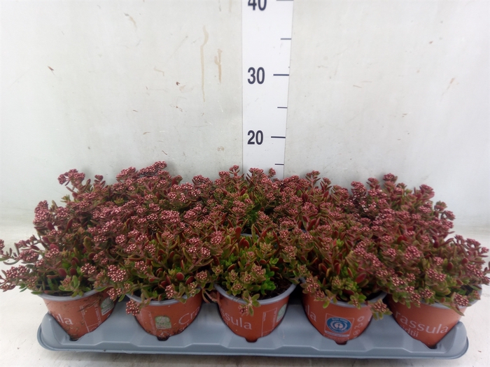 <h4>Crassula schmidtii</h4>