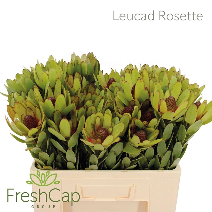<h4>Leucad Rosette</h4>