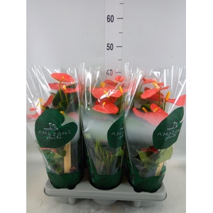 Anthurium andr. 'Solara'