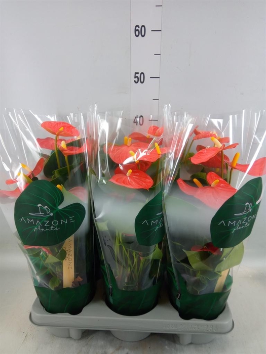 <h4>Anthurium andr. 'Solara'</h4>